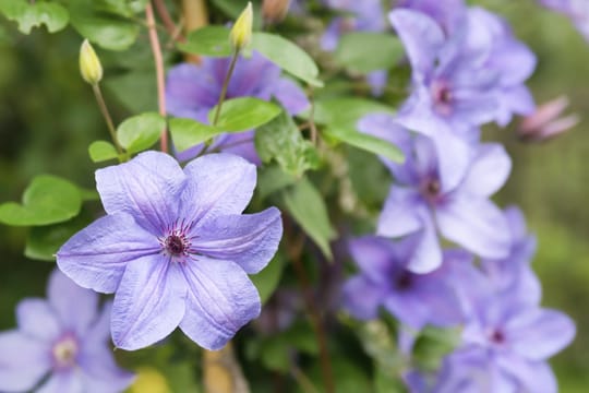 Clematis blühen in vielen Farben - mit wenigen Schritten können Sie einer Clematiswelke vorbeugen und die Farbenpracht sichern