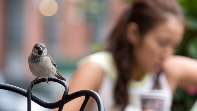 Spatzen halten sich gerne in Nähe von Menschen auf. In Städten sollte man sie allerdings nicht mit Brotkrumen füttern, da die Vögel darauf empfindlich reagieren