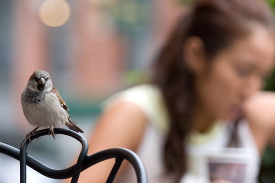 Spatzen halten sich gerne in Nähe von Menschen auf. In Städten sollte man sie allerdings nicht mit Brotkrumen füttern, da die Vögel darauf empfindlich reagieren