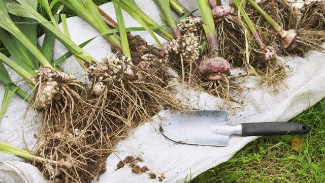 Knollengewächse wie Gladiolen oder Dahlien sind sehr frostempfindlich.