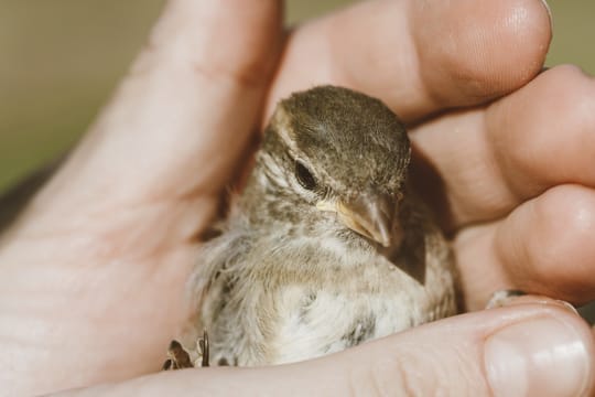 Viele kleine Spatzen lassen sich in den ersten Tagen nur schwer füttern, da sie sich erst an die neue Situation gewöhnen müssen