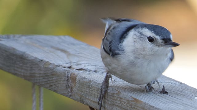 Wegen seinem kurzen Hals und Schwanz wirkt der Körper des Kleibers gedrungen bis mollig