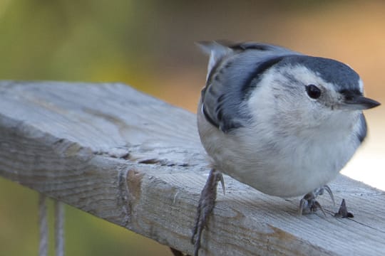 Wegen seinem kurzen Hals und Schwanz wirkt der Körper des Kleibers gedrungen bis mollig