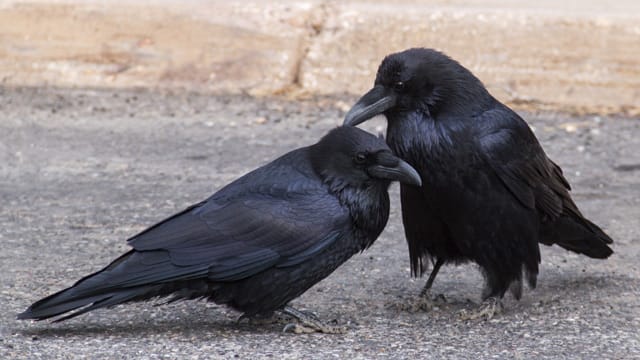 Hat sich ein Kolkraben-Pärchen einmal gefunden, bleiben die beiden Vögel in der Regel ein Leben lang zusammen