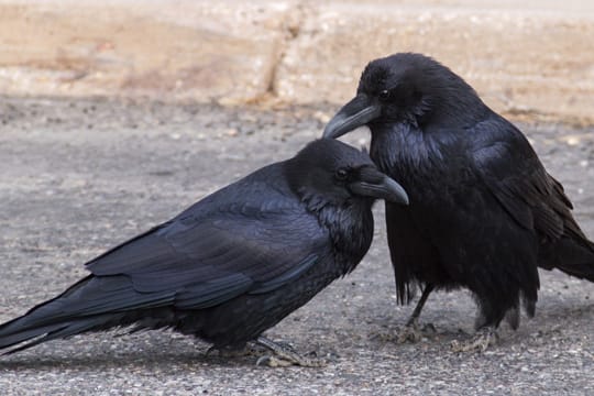 Hat sich ein Kolkraben-Pärchen einmal gefunden, bleiben die beiden Vögel in der Regel ein Leben lang zusammen