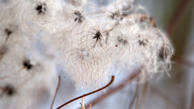 Je nach Sorte kann die Clematis auch draußen überwintern