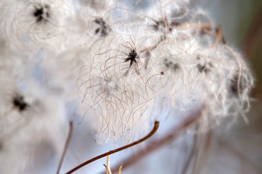 Je nach Sorte kann die Clematis auch draußen überwintern