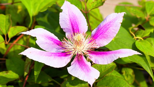 Clematis ist eine sehr beliebte Waldrebe, die man in vielen europäischen Gärten sehen kann.