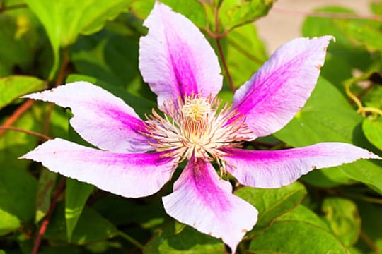 Clematis ist eine sehr beliebte Waldrebe, die man in vielen europäischen Gärten sehen kann.