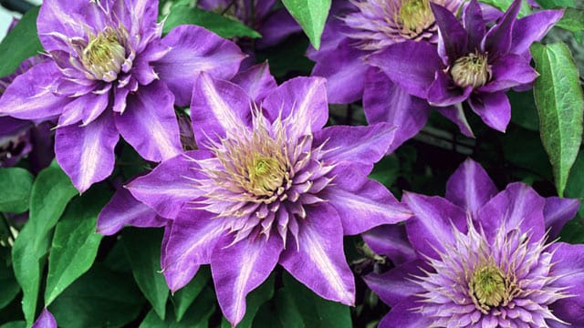 Die Clematis Multi Blue zeigt ihre wunderschöne Blüten zweimal im Jahr: im Mai und Juni, sowie im August.