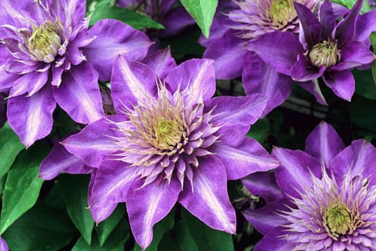 Die Clematis Multi Blue zeigt ihre wunderschöne Blüten zweimal im Jahr: im Mai und Juni, sowie im August.