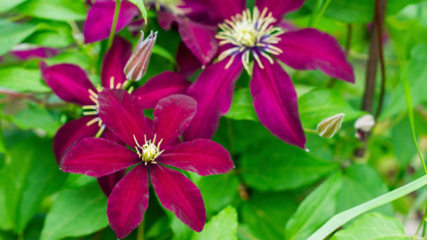Die Blüten der Clematis Warszawska Nike haben die dunkelste rot-violette Färbung aller Clematisarten.