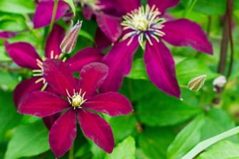 Die Blüten der Clematis Warszawska Nike haben die dunkelste rot-violette Färbung aller Clematisarten.