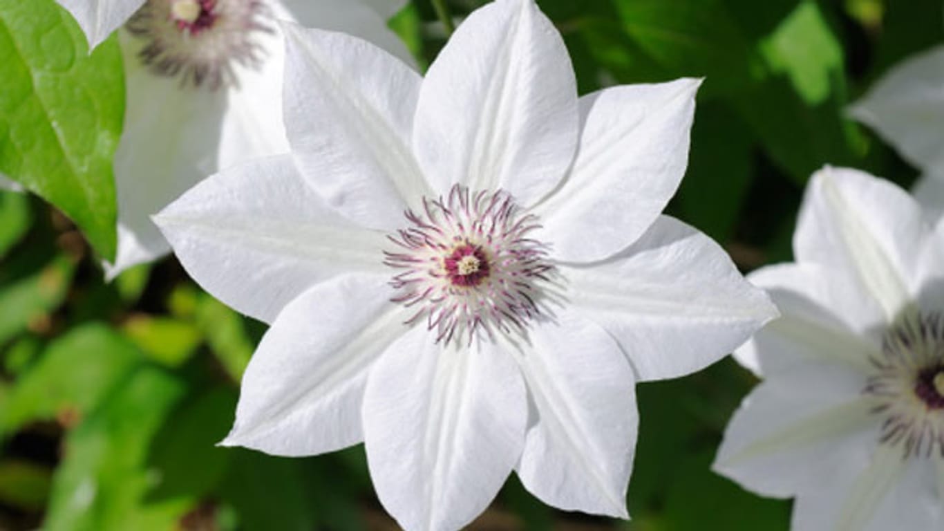Die Clematis Madame Le Coultre hat große weiße Blüten.