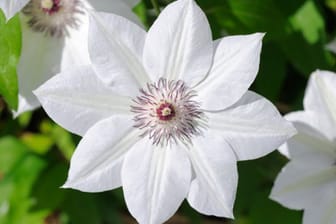 Die Clematis Madame Le Coultre hat große weiße Blüten.