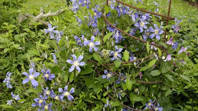 Im Gegensatz zu anderen Clematisarten, klettert die Clematis Integrifolia nicht, sondern bildet kräftige Büsche.