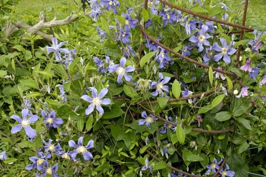 Im Gegensatz zu anderen Clematisarten, klettert die Clematis Integrifolia nicht, sondern bildet kräftige Büsche.