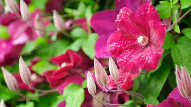 Die großen tiefroten Blüten der Clematis Rouge Cardinal erinnern ein wenig an Kardinalsgewand dank ihrer samtigen Textur.