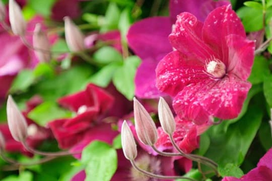 Die großen tiefroten Blüten der Clematis Rouge Cardinal erinnern ein wenig an Kardinalsgewand dank ihrer samtigen Textur.