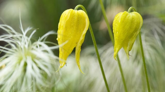 Die Clematis tangutica hat goldgelbene, glockenförmige Blüten.