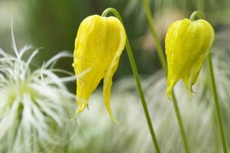 Die Clematis tangutica hat goldgelbene, glockenförmige Blüten.