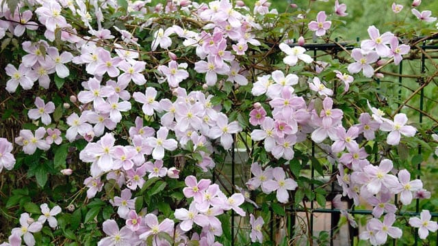 Wenn Sie Clematis montana pflanzen, sollten Sie ihr eine Rankhilfe anbieten.