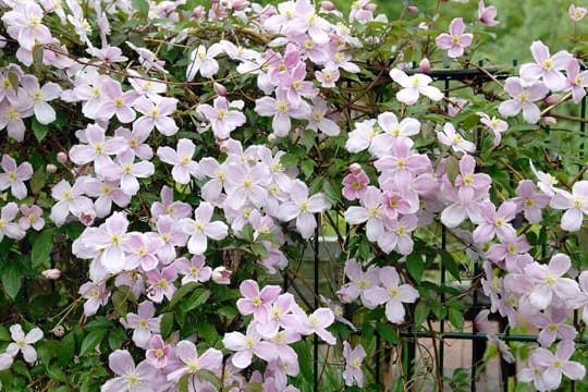 Wenn Sie Clematis montana pflanzen, sollten Sie ihr eine Rankhilfe anbieten.