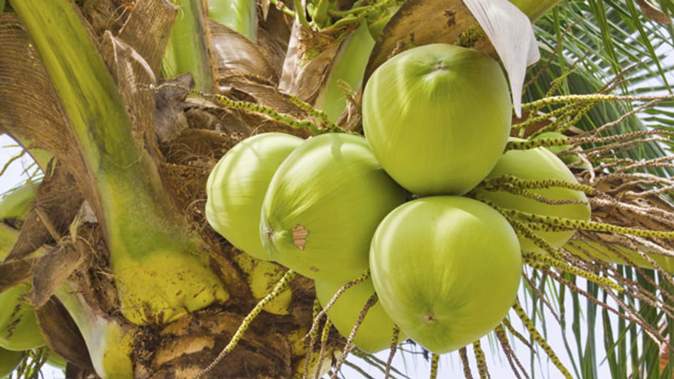 So sehen Kokosnüsse aus, wenn Sie frisch geerntet werden
