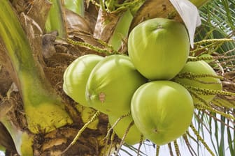 So sehen Kokosnüsse aus, wenn Sie frisch geerntet werden