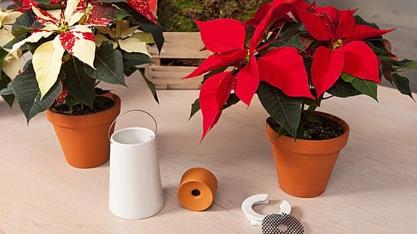 Mit dem "Sky Planter" kommen die Weihnachtssterne an die Decke.