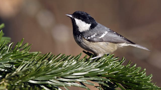 Tannenmeisen sind ausgesprochen gute Kletterer, die gerne Futterverstecke in äußeren Zweigen von Nadelbäumen anlegen