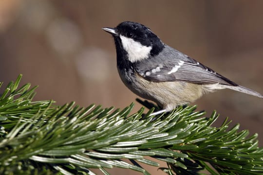 Tannenmeisen sind ausgesprochen gute Kletterer, die gerne Futterverstecke in äußeren Zweigen von Nadelbäumen anlegen