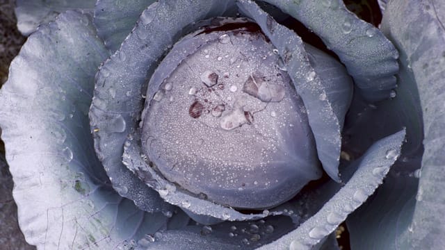 Der Anbau von Rotkohl bietet sich eher für geübte Gärtner an, da der Kohl besonders anfällig für Krankheiten ist