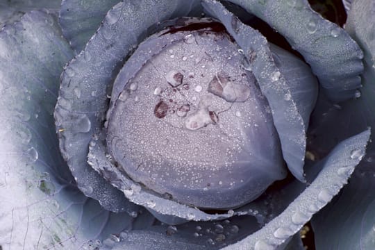 Der Anbau von Rotkohl bietet sich eher für geübte Gärtner an, da der Kohl besonders anfällig für Krankheiten ist