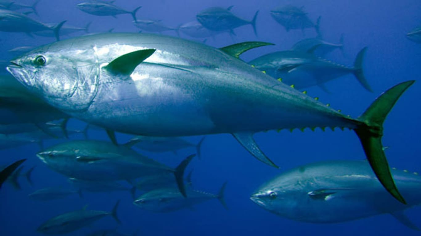 Der Blauflossen-Thunfisch steht auf der Roten Liste. Als Sushi ist der Fisch besonders in Japan begehrt.