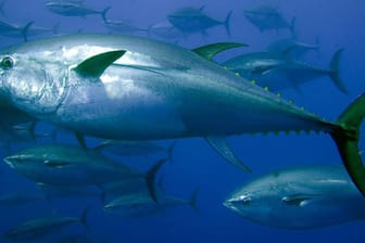 Der Blauflossen-Thunfisch steht auf der Roten Liste. Als Sushi ist der Fisch besonders in Japan begehrt.