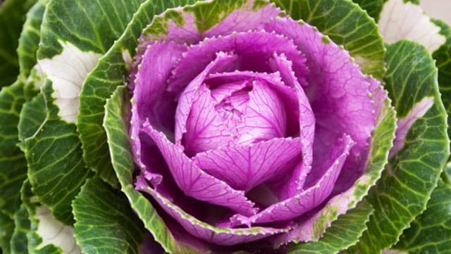 Vitamine und Ballaststoffe machen Rotkohl gesund.