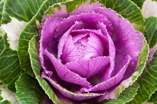 Vitamine und Ballaststoffe machen Rotkohl gesund.