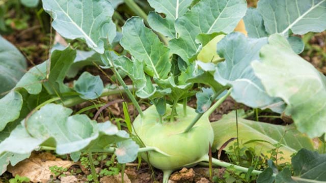 Beim Kohlrabi pflanzen setzen Sie die Setzlinge im Abstand von 40 mal 40 Zentimetern in die Erde ein.