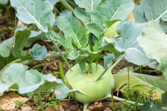 Beim Kohlrabi pflanzen setzen Sie die Setzlinge im Abstand von 40 mal 40 Zentimetern in die Erde ein.