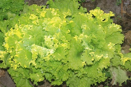 Endiviensalat kann man sowohl im Freiland als auch in Töpfen pflanzen.