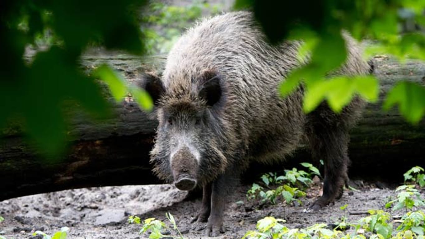 Wildschweine gehen immer öfter im Wohngebiet auf Nahrungssuche.