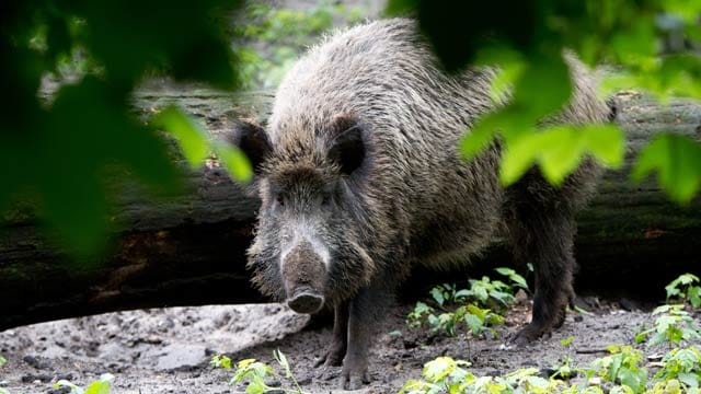 Wildschweine gehen immer öfter im Wohngebiet auf Nahrungssuche.