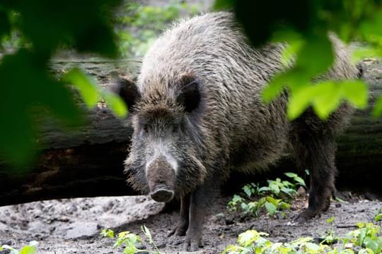 Wildschweine gehen immer öfter im Wohngebiet auf Nahrungssuche.