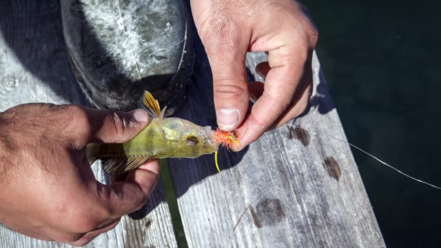 Das Hauptmerkmal beim Fliegenfischen: Der fliegenartige Köder