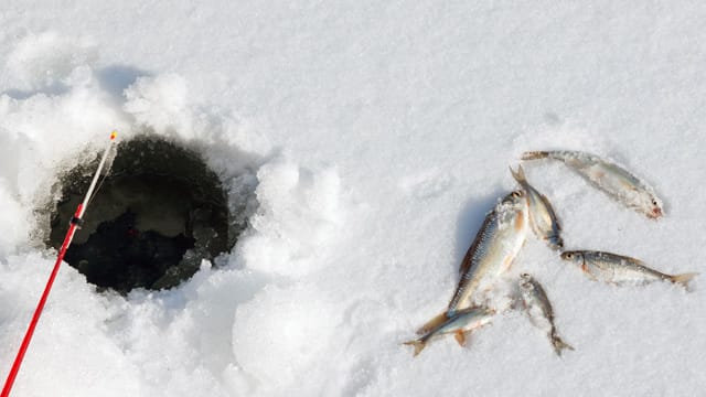 Zum Eisangeln benötigen Sie einen Eisbohrer oder einen Pickel