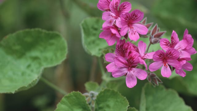 Die Pelargonie begeistert viele Blumenfreude mit ihrer Blütenpracht und den simplen Pflegeansprüchen