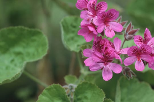 Die Pelargonie begeistert viele Blumenfreude mit ihrer Blütenpracht und den simplen Pflegeansprüchen