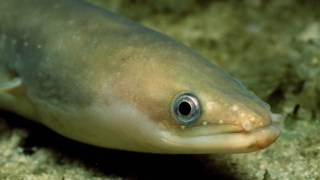 Ob Aale tatsächlich Damenstrümpfe mit blutigen Fleischabfällen mögen, können Sie nur selbst herausfinden