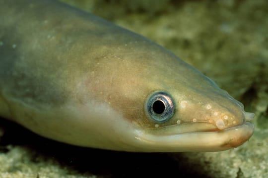 Ob Aale tatsächlich Damenstrümpfe mit blutigen Fleischabfällen mögen, können Sie nur selbst herausfinden